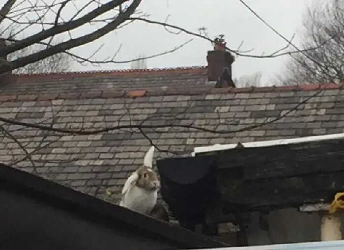 30 Shocking Times Bunnies Were More Terrifying Than Cute