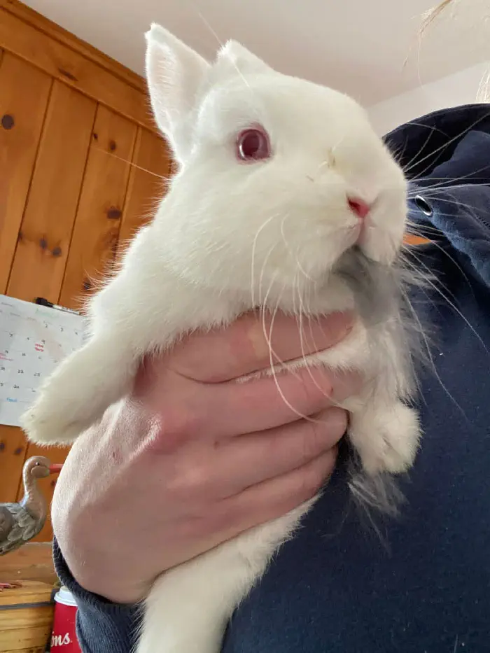 Bunnies Jerks Pics 43 63440682A58A6 700
