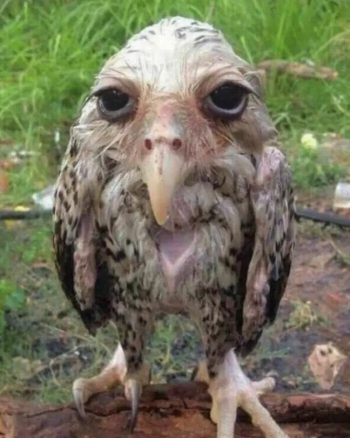 30 Epic Animal Images That Just Don’t Make Any Sense