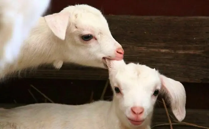 30 Epic Animal Images That Just Don’t Make Any Sense