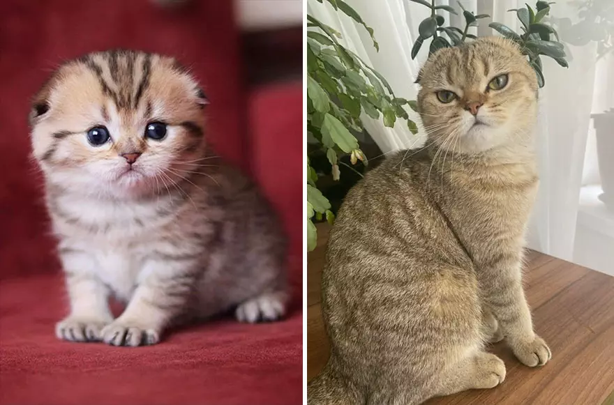 30 Majestic Images Of Cats Before And After