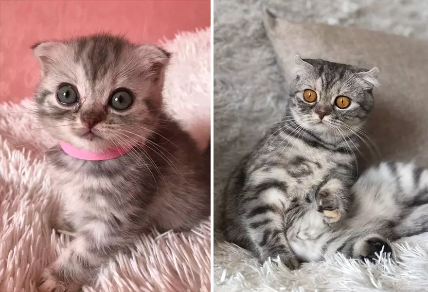 This Community Shows Kittens Then And Now 30 Pics 635671Ba6E9C0 880