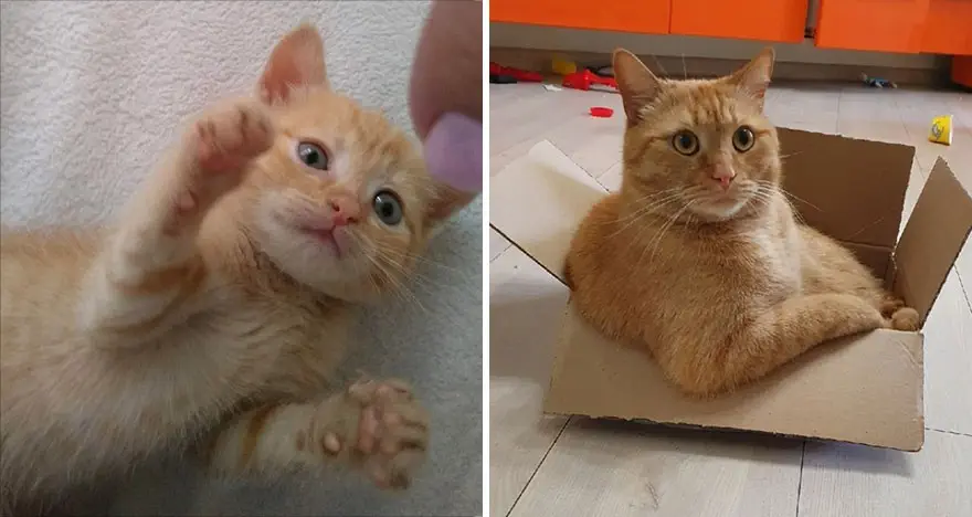 This Community Shows Kittens Then And Now 30 Pics 6356720A01067 880