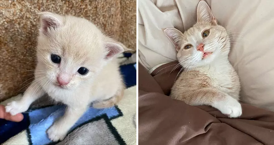 This Community Shows Kittens Then And Now 30 Pics 6356721211109 880