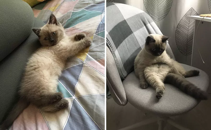 30 Majestic Images Of Cats Before And After