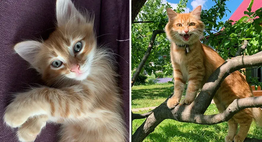 This Community Shows Kittens Then And Now 30 Pics 6356722C1F8E8 880