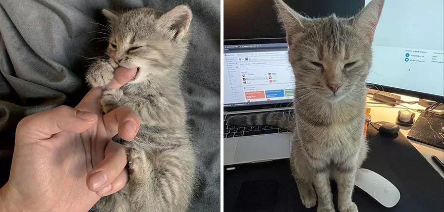 This Community Shows Kittens Then And Now 30 Pics 6356723A23Ea3 880