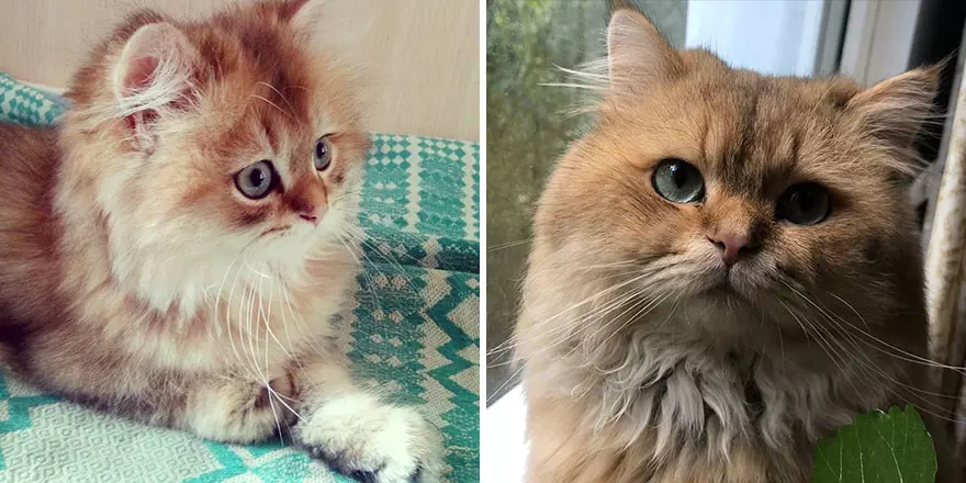 This Community Shows Kittens Then And Now 30 Pics 635672431B6C4 880