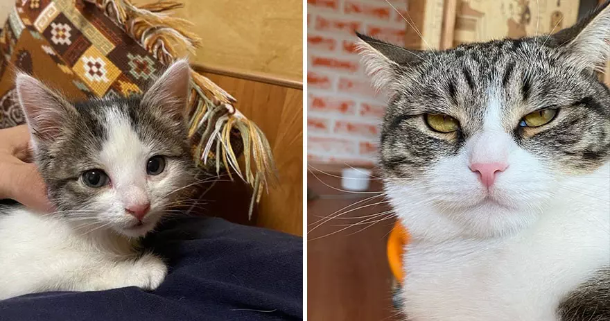 This Community Shows Kittens Then And Now 30 Pics 6356724818C3F 880