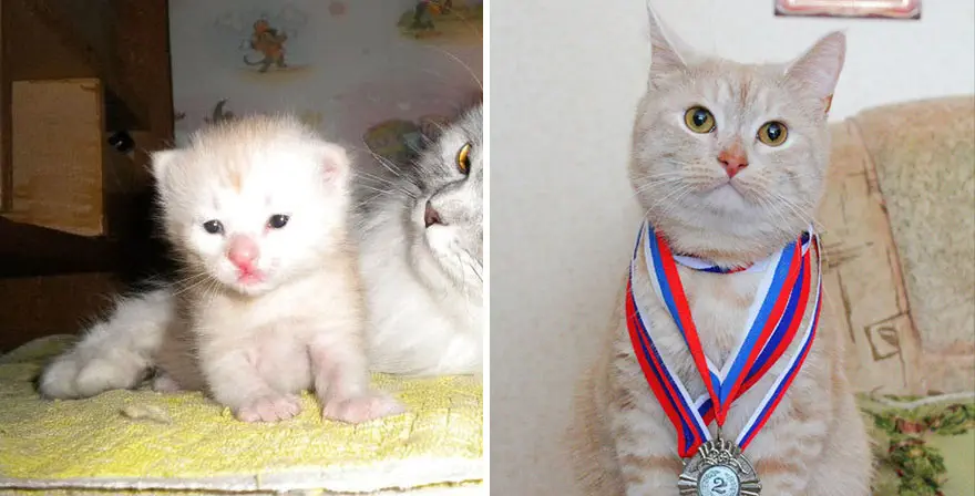 30 Majestic Images Of Cats Before And After