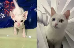 This Community Shows Kittens Then And Now 30 Pics 6356724F1Fb45 880