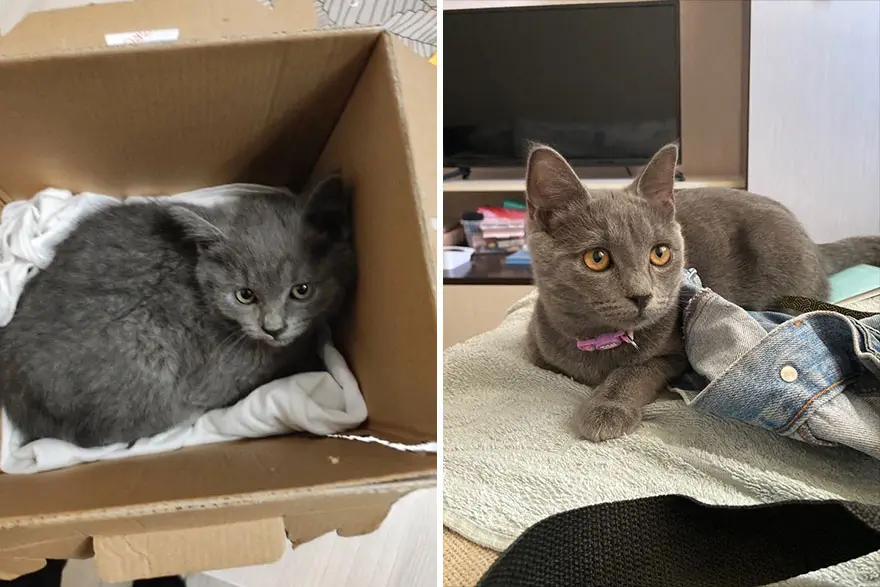 30 Majestic Images Of Cats Before And After