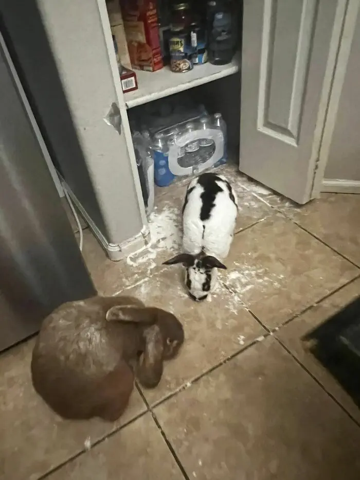 Bunnies Jerks Pics 33 63441422C3785 700 1