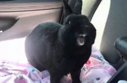 30 Shocking Times Bunnies Were More Terrifying Than Cute