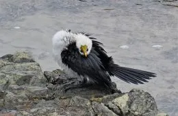 30 Epic Bird Pics That Went Horribly Wrong But Ended Up With Hilarious Results
