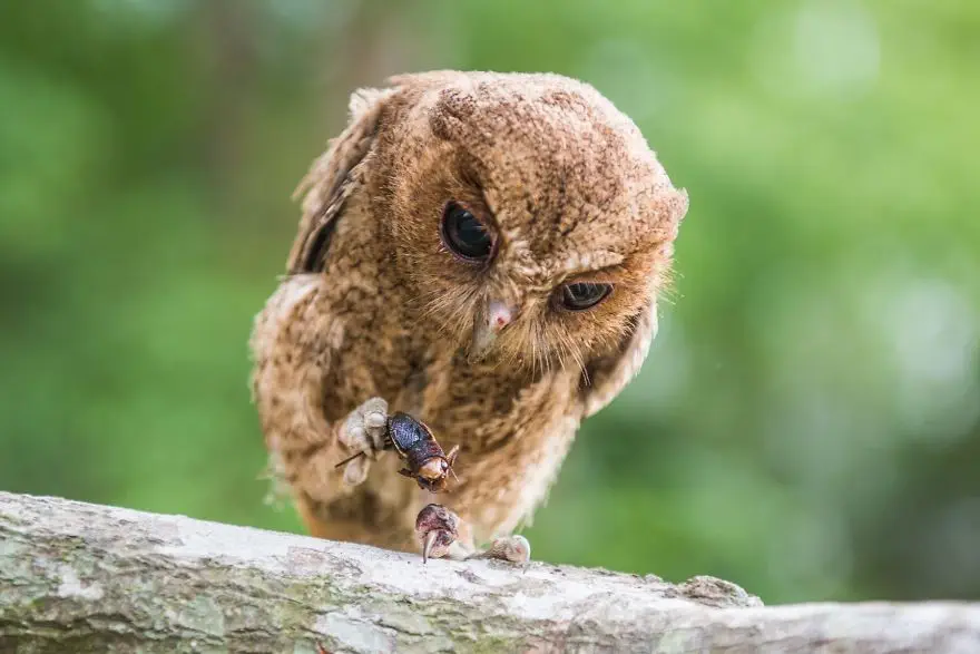 Owl By Fabiansaw 5D482E737769F 880