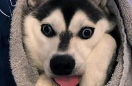 Veterinarian Job Moments 15 6352A946F31F5 700