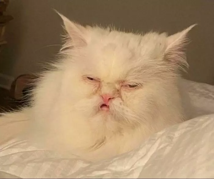 30 Extremely Funny Pictures Of Malfunctioning Cats