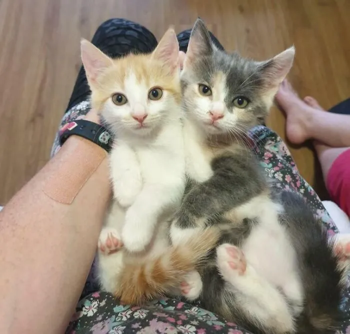 30 Heartwarming Pics Of Cats Enjoying The Festive Season