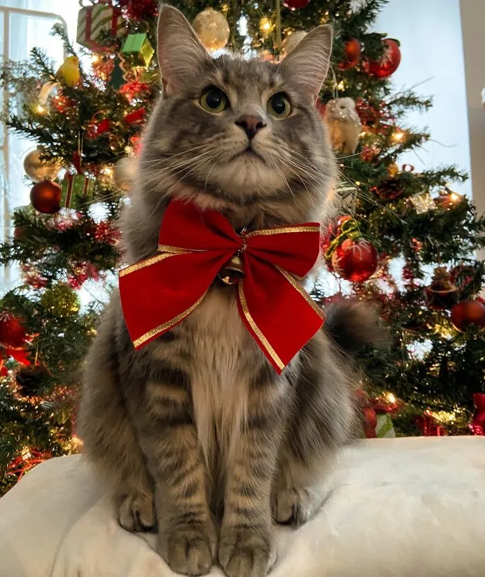 638F53Ce771B1 Christmas Cats 9