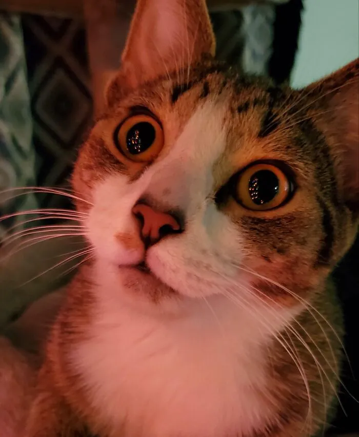 638F555B72Bd0 Christmas Cats 9