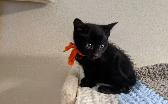 638F557077A34 Christmas Cats 9