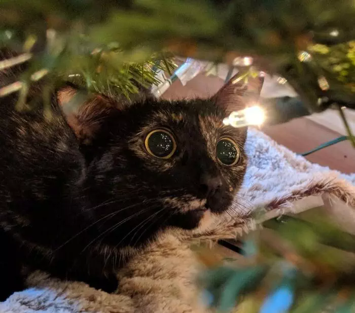 30 Heartwarming Pics Of Cats Enjoying The Festive Season