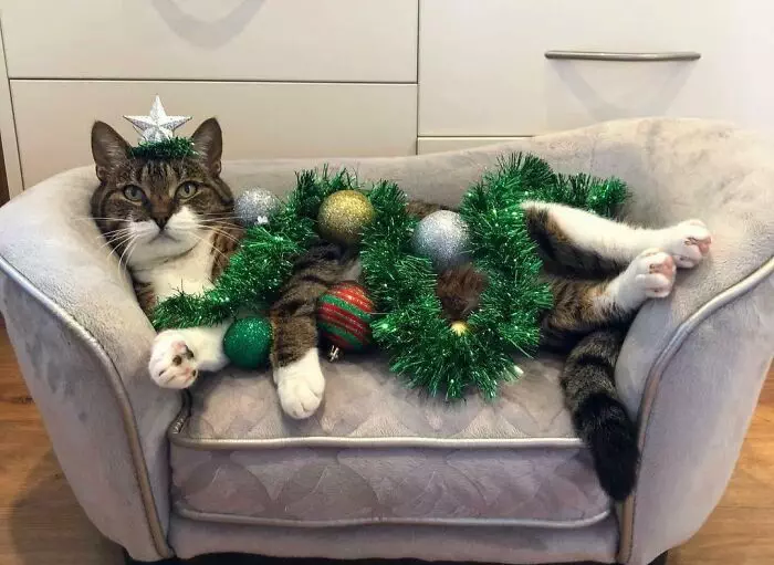 30 Heartwarming Pics Of Cats Enjoying The Festive Season