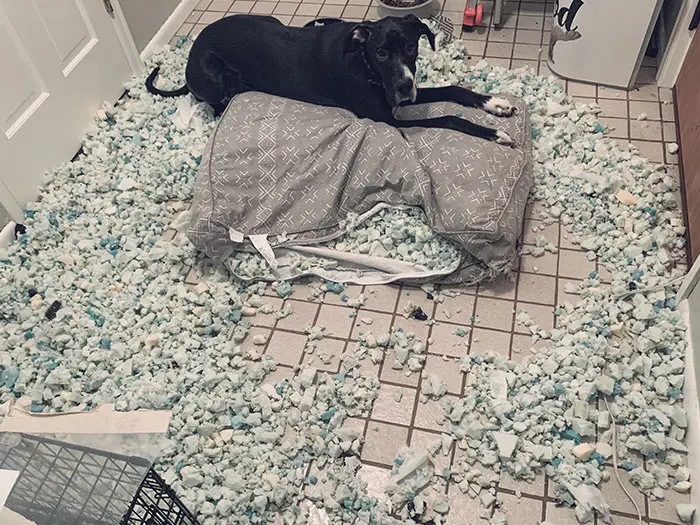 50 Of The Best And Funniest Times Pets Took Revenge