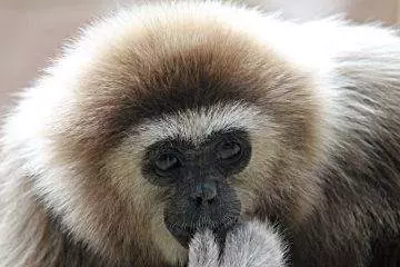 Japanese Monkey  Gibbon Monkey  Glory Hole Sex