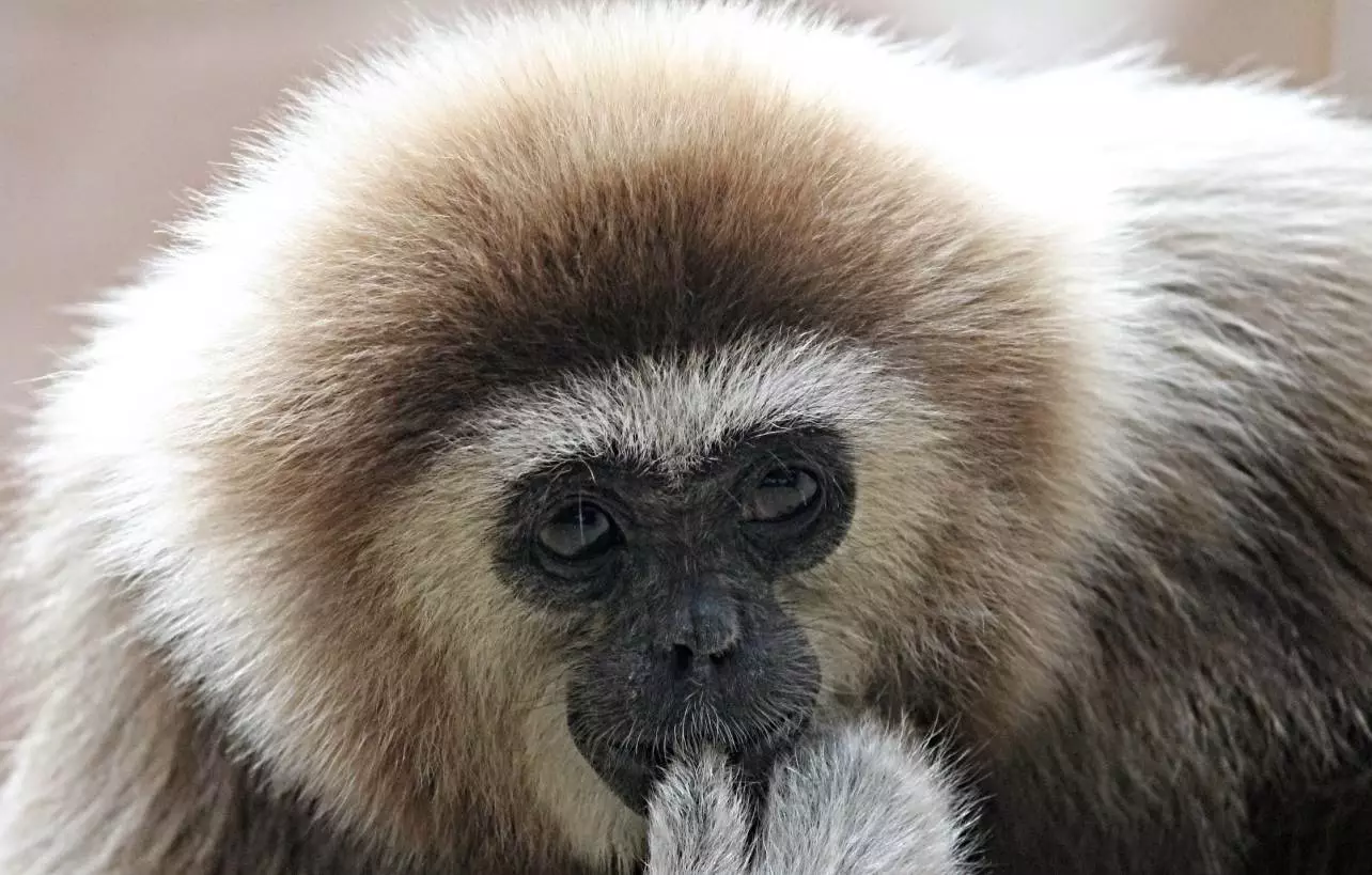Japanese Monkey  Gibbon Monkey  Glory Hole Sex