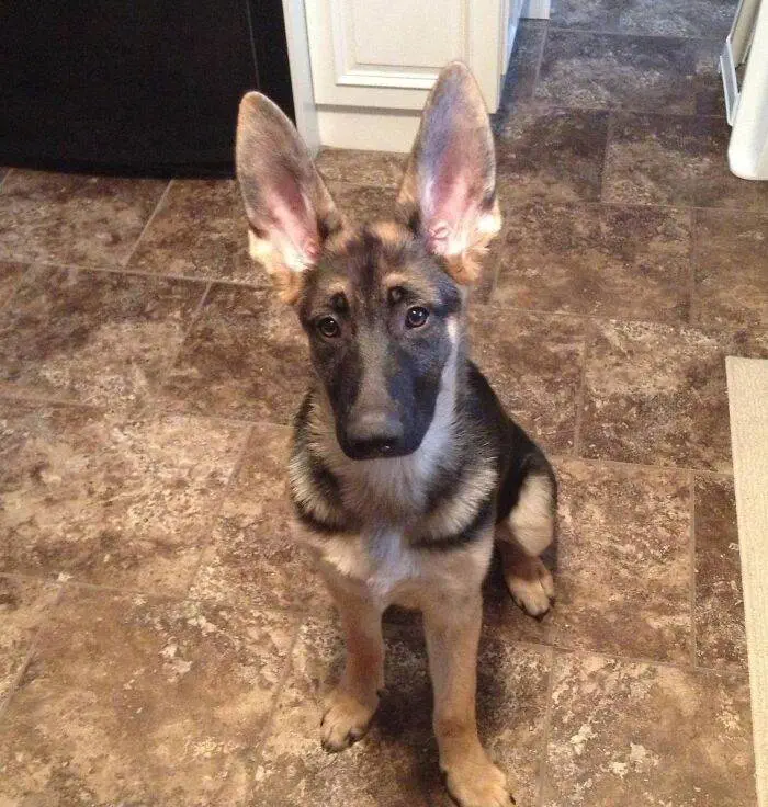 63D28472A05A7 Animals With Big Ears