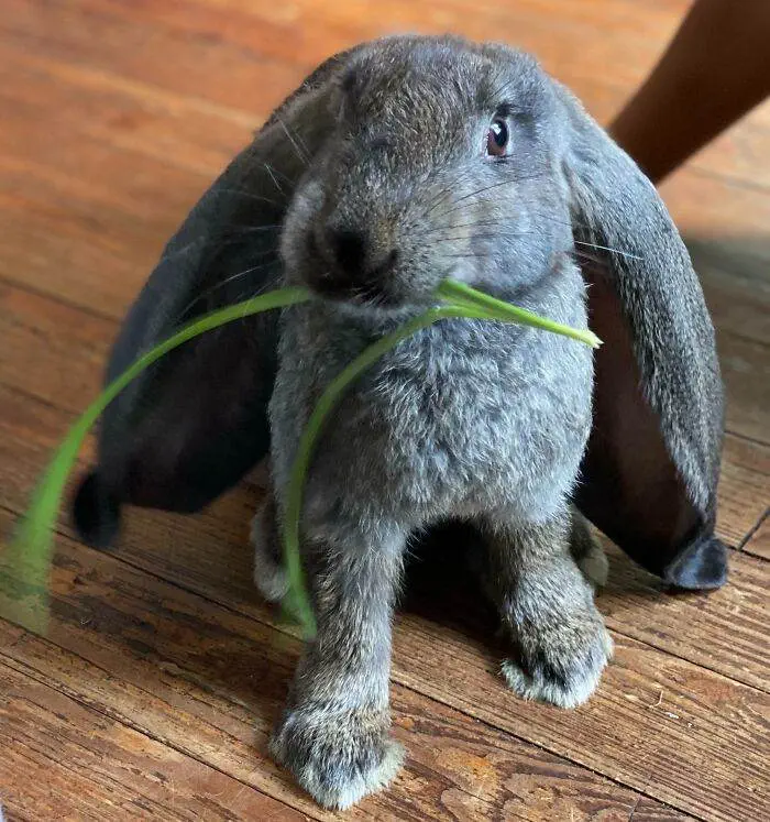 63E245896Ae63 Animals With Big Ears