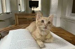 30 Amazing Pictures Of Ginger Cats You Didn'T Know You Needed