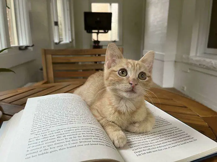 30 Amazing Pictures Of Ginger Cats You Didn'T Know You Needed