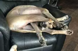 640055Fd617D8 Funny Dogs Great Danes Pics