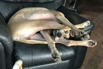 640055Fd617D8 Funny Dogs Great Danes Pics
