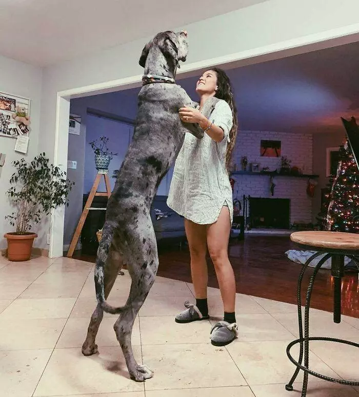 30 Funny Pics Of Great Danes With No Regard For Their Size