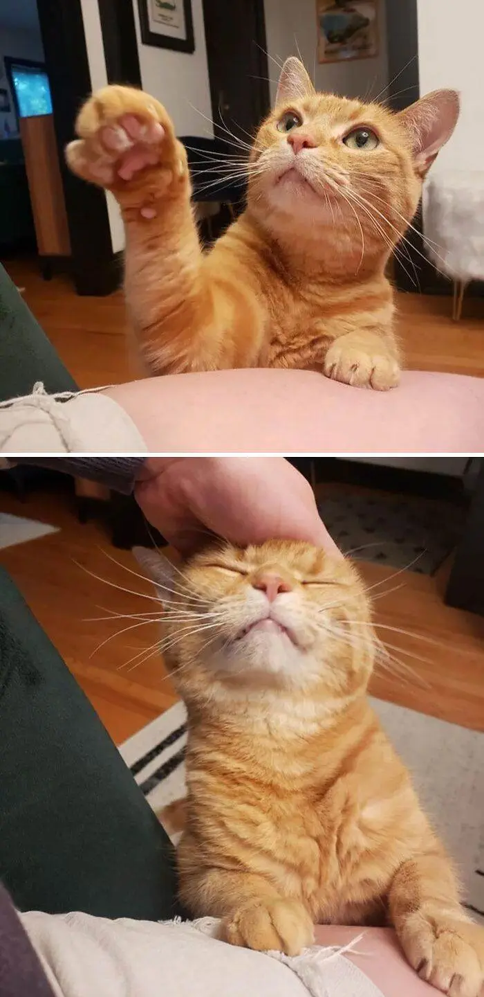 640857771E697 Orange Cats Part 2