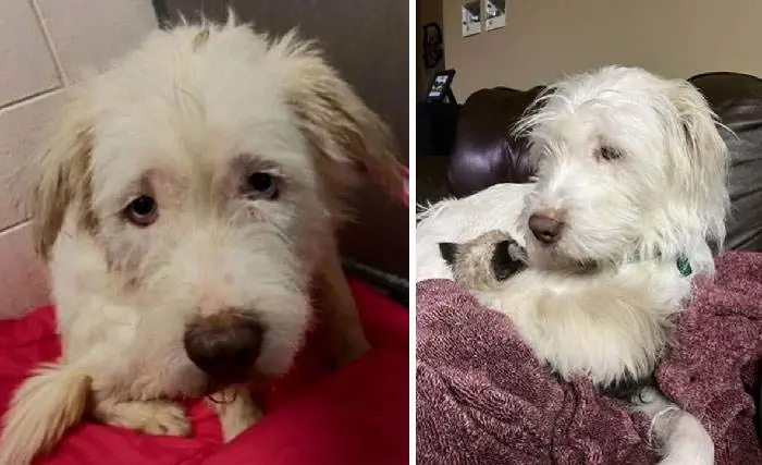 Before After Adoption 257 63Ff5Ce77Ebb5 700