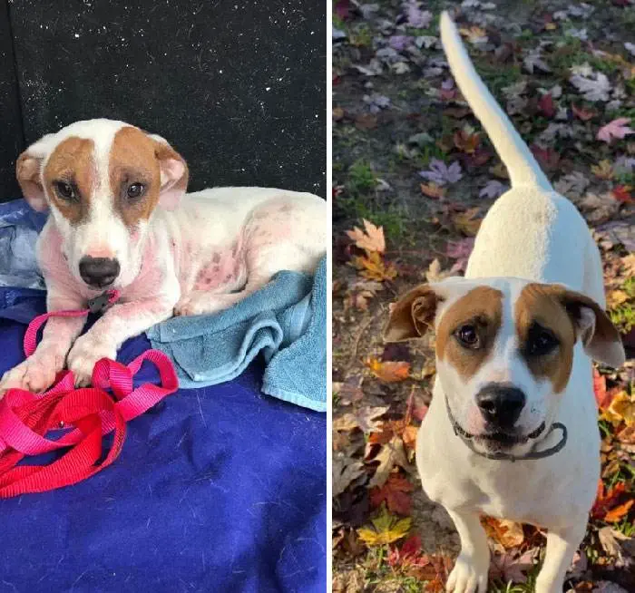 Before After Adoption 55 63Fe0004D670A 700