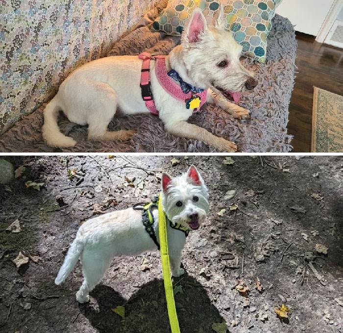 Before After Adoption 91 63Fe14F24Eca6 700