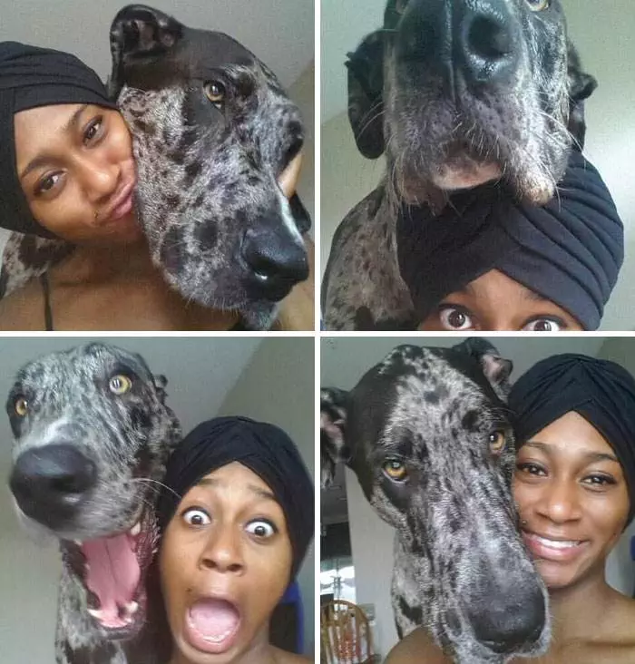 Funny Dogs Great Danes Pics 2 63D23Bd722557 700