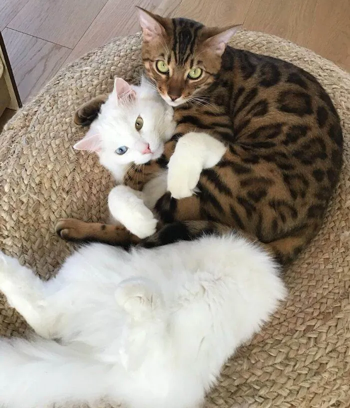 64253F59B1865 Funny Jealous Pets
