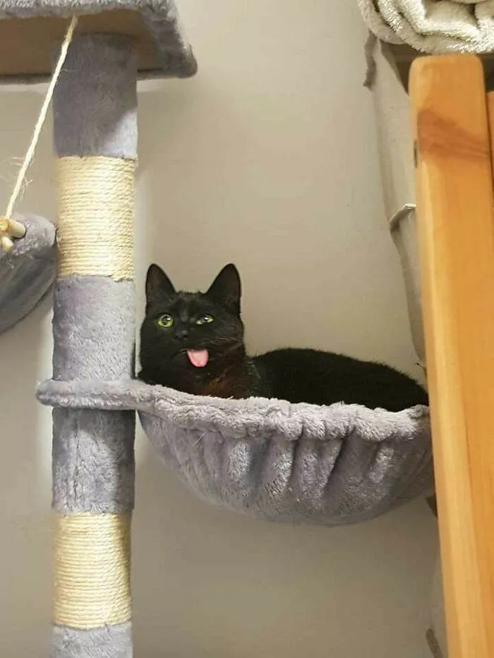30 Cute Times Animals Were Caught Acting The Fool