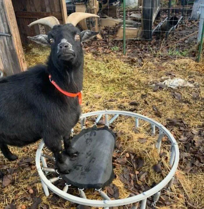 642A93475Abbb Animals Being Derps