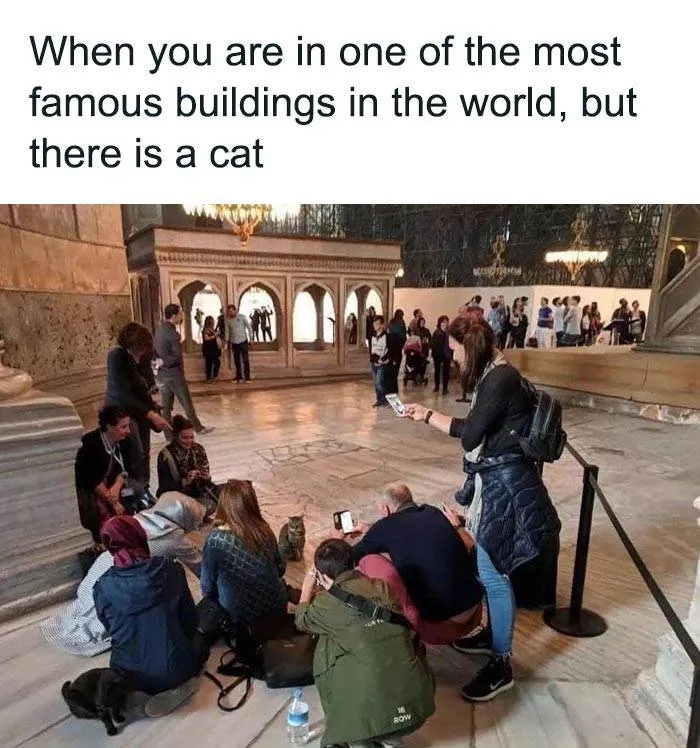 Funny Small Animal Memes 11 642C1B899Daf8 700