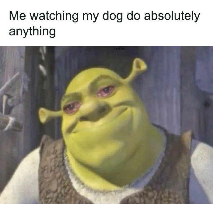 Funny Small Animal Memes 16 642C1Ac858E04 700