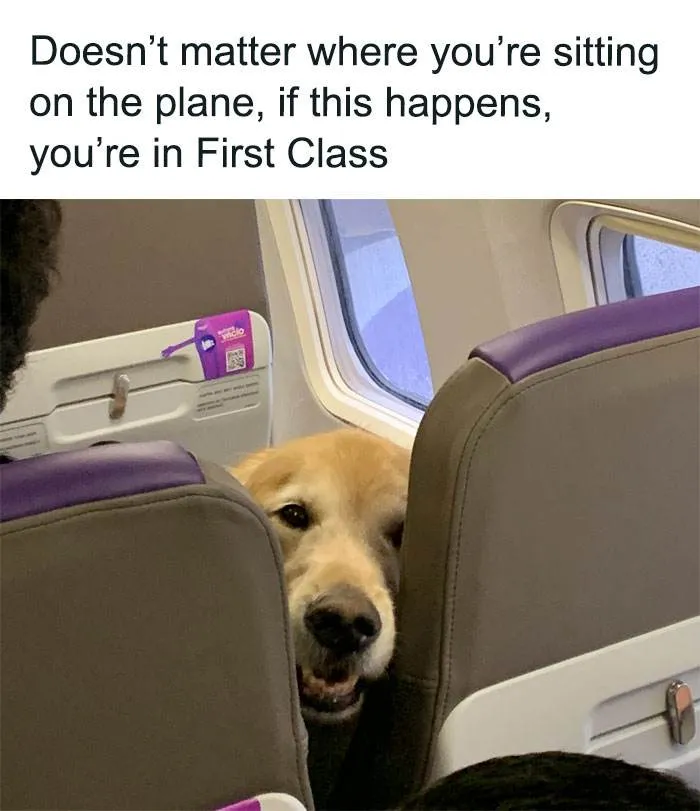 Funny Small Animal Memes 38 642C20Bbc28Dd 700