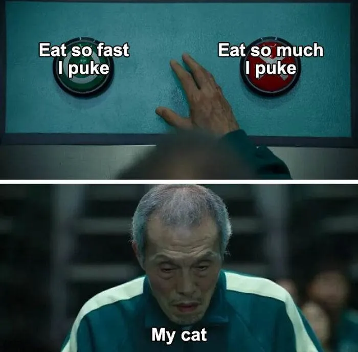 Funny Small Animal Memes 6 642Bff5Ccc285 700
